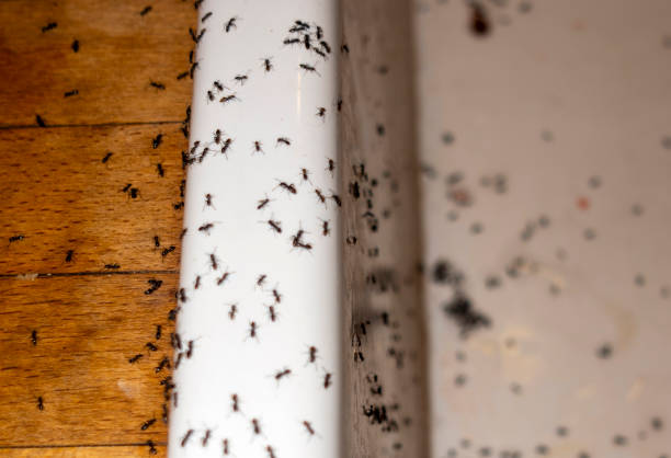 Best Residential Pest Control  in Harlan, IN